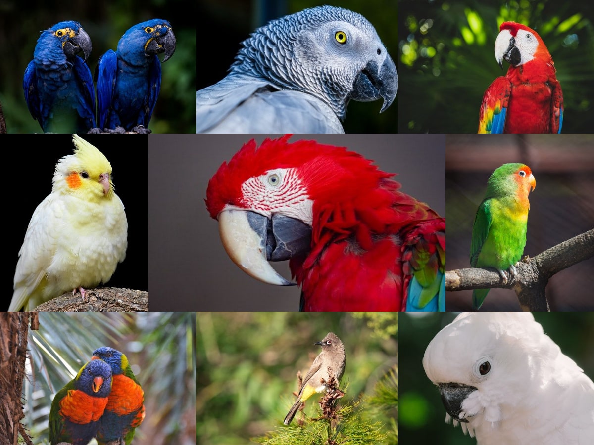 Benefits of Having a Parrot as a Pet - Green Parrot News